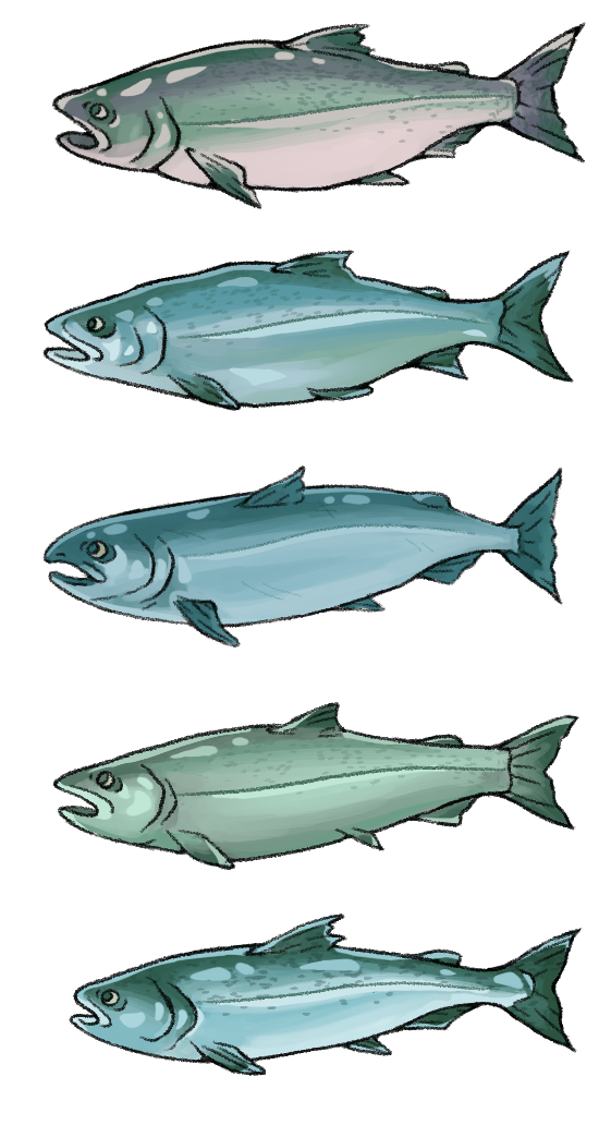fish-adults.png