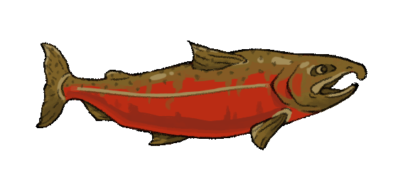 salmon-spawn.gif